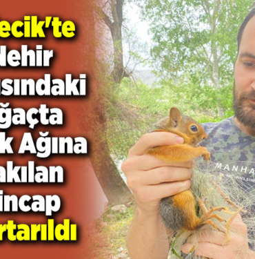 Bilecik'te nehir kıyısındaki ağaçta balık ağına takılan sincap kurtarıldı