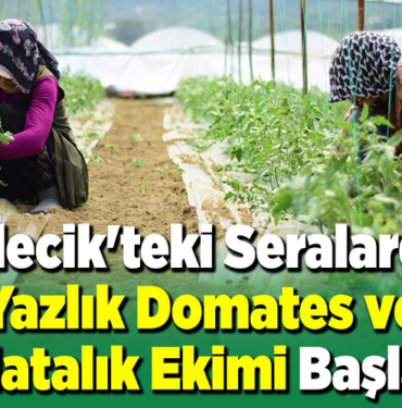 Bilecik'teki seralarda yazlık domates ve salatalık ekimi başladı