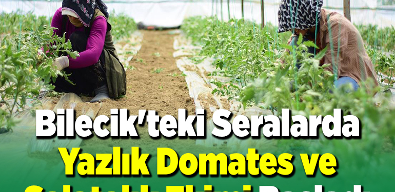 Bilecik’teki seralarda yazlık domates ve salatalık ekimi başladı