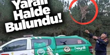 Yaralı halde bulundu!