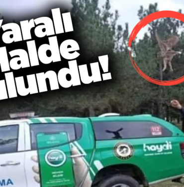 Yaralı halde bulundu!