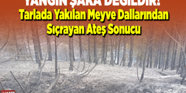 tarlada yakılan meyve dallarından sıçrayan ateş sonucu