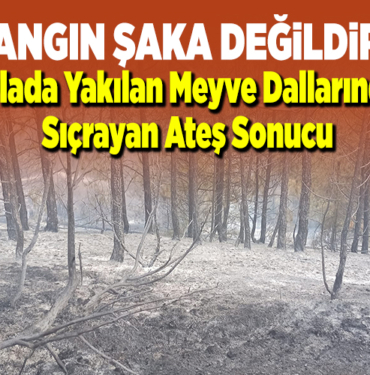 tarlada yakılan meyve dallarından sıçrayan ateş sonucu
