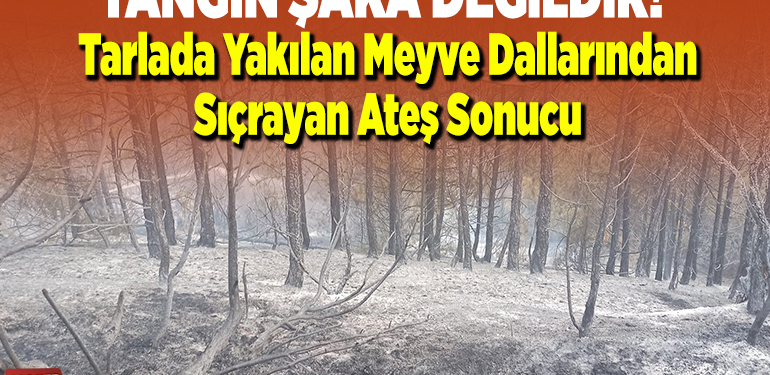 Tarlada Yakılan Ateş, Orman Yangınına Sebep Oldu!