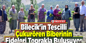 Bilecik'in tescilli Çukurören biberinin fideleri toprakla buluşuyor