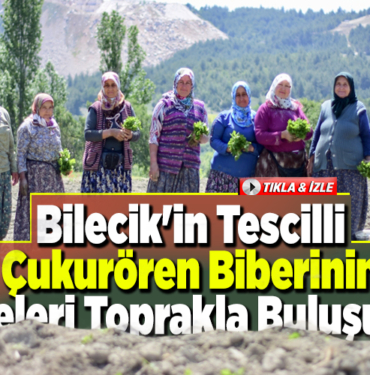 Bilecik'in tescilli Çukurören biberinin fideleri toprakla buluşuyor