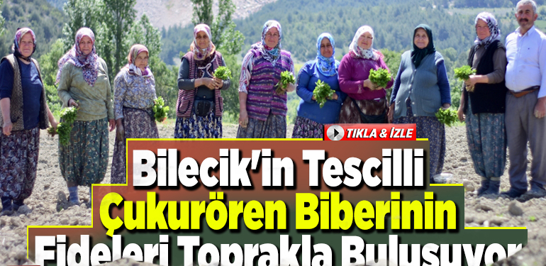 Bilecik’in tescilli Çukurören biberinin fideleri toprakla buluşuyor