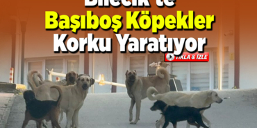 Bilecik’te Başıboş Köpekler Korku Yaratıyor