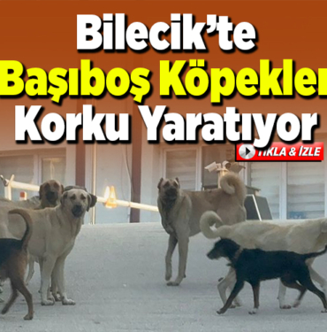 Bilecik’te Başıboş Köpekler Korku Yaratıyor