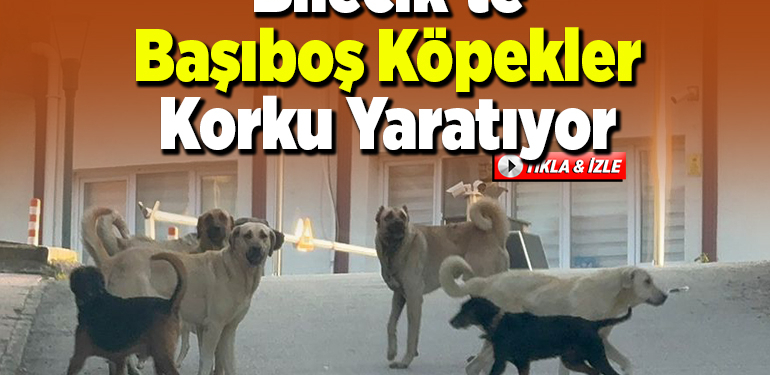 Bilecik’te Başıboş Köpekler Korku Yaratıyor