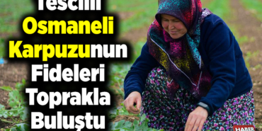 Tescilli Osmaneli karpuzunun üreticisi fideleri toprakla buluşturdu