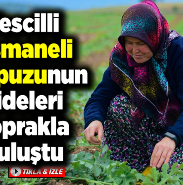 Tescilli Osmaneli karpuzunun üreticisi fideleri toprakla buluşturdu