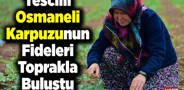 Tescilli Osmaneli karpuzunun üreticisi fideleri toprakla buluşturdu