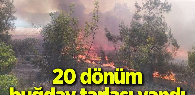 20 dönüm buğday tarlası yandı