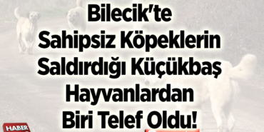 Bilecik'te sahipsiz köpeklerin saldırdığı küçükbaş hayvanlardan biri telef oldu