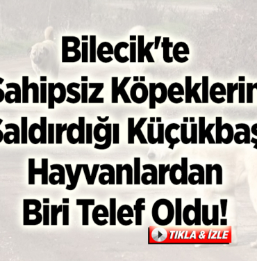 Bilecik'te sahipsiz köpeklerin saldırdığı küçükbaş hayvanlardan biri telef oldu