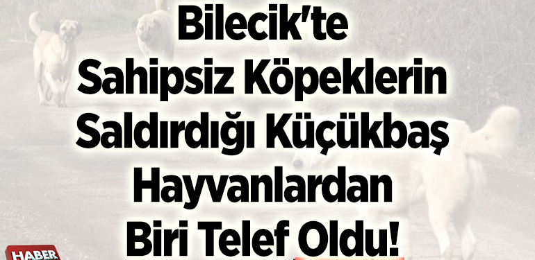 Bilecik’te sahipsiz köpeklerin saldırdığı küçükbaş hayvanlardan biri telef oldu