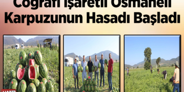 Coğrafi işaretli Osmaneli karpuzunun hasadı başladı
