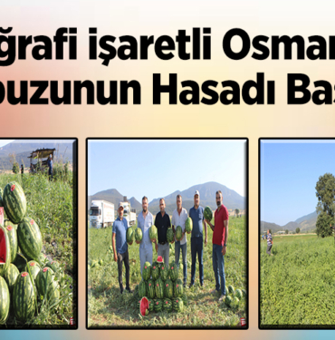 Coğrafi işaretli Osmaneli karpuzunun hasadı başladı