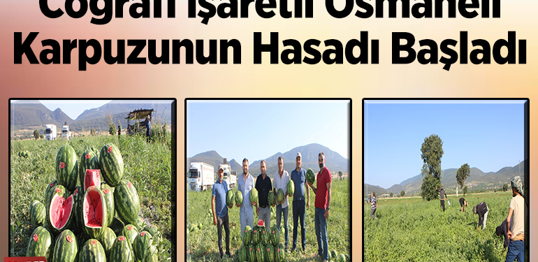 Coğrafi işaretli Osmaneli karpuzunun hasadı başladı