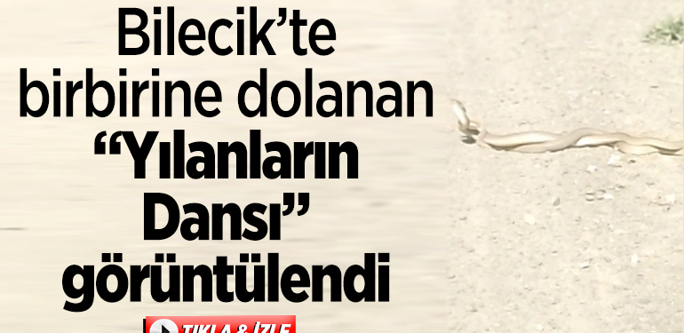 Bilecik’te birbirine dolanan yılanların “dansı” görüntülendi