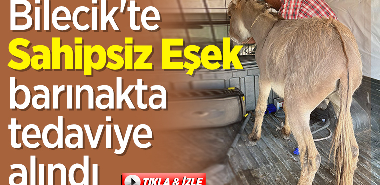 Bilecik’te sahipsiz eşek, barınakta tedaviye alındı