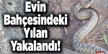 Evin bahçesindeki yılan yakalandı!