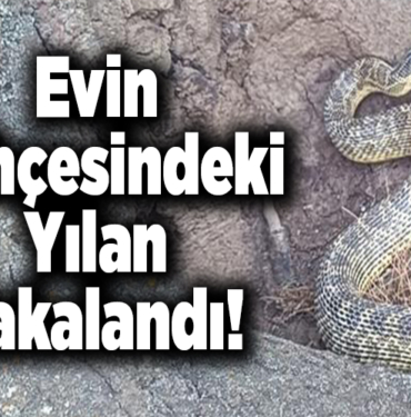 Evin bahçesindeki yılan yakalandı!
