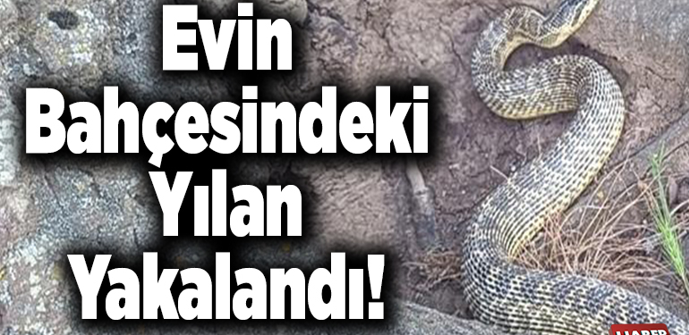 Evin bahçesindeki yılan yakalandı!