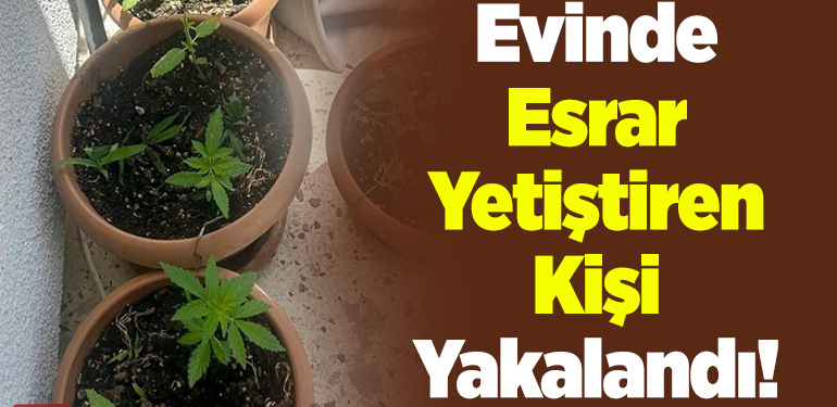 Evinde esrar yetiştiren kişi yakalandı!
