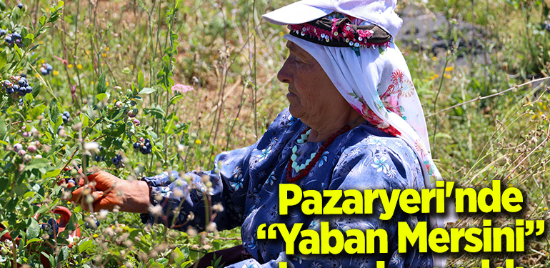 Pazaryeri’nde “Yaban Mersini” hasadı yapıldı