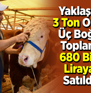 Yaklaşık 3 ton olan üç boğa toplam 680 bin liraya satıldı