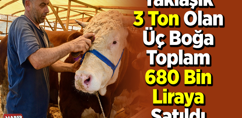 Yaklaşık 3 ton olan üç boğa toplam 680 bin liraya satıldı