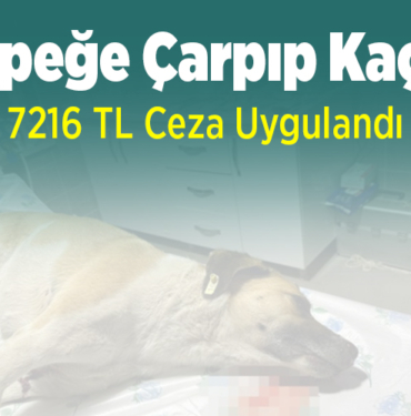 köpeğe çarpıp kaçtı! 7216 TL ceza uygulandı