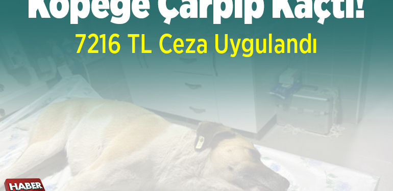 Köpeğe çarpıp kaçtı! 7216 TL ceza uygulandı