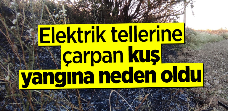 Elektrik tellerine çarpan kuş yangına neden oldu