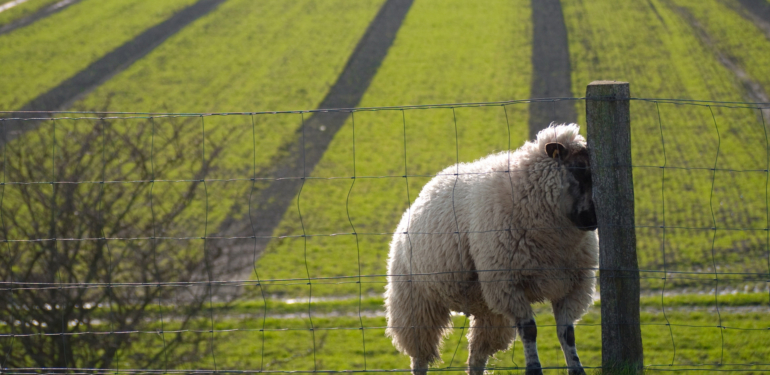 Bayram Tatili Kaç Gün? Kurban Bayramı Tatili Uzatılacak mı?