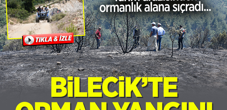 Bilecik’te orman yangını