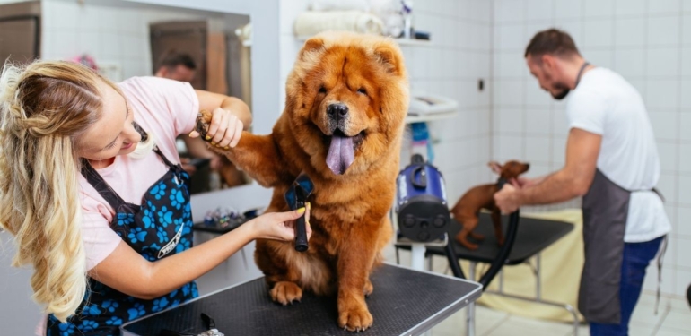 Pet Kuaför Malzemeleri Nereden Alınır