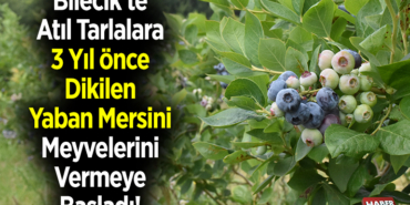 Bilecik'te atıl tarlalara 3 yıl önce dikilen yaban mersini meyvelerini vermeye başladı