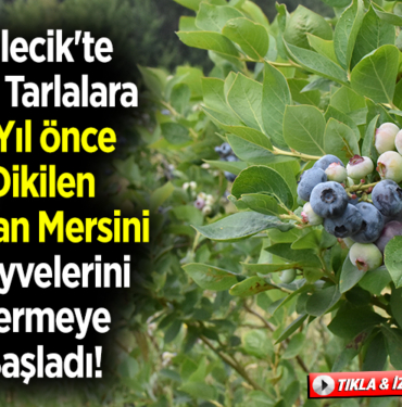 Bilecik'te atıl tarlalara 3 yıl önce dikilen yaban mersini meyvelerini vermeye başladı