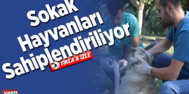 Sokak hayvanları sahiplendiriliyor