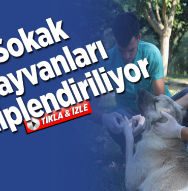Sokak hayvanları sahiplendiriliyor