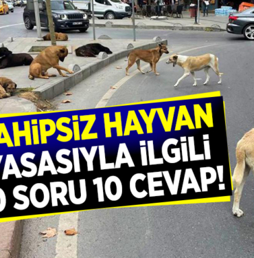 sahipsiz hayvan