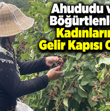Ahududu ve böğürtlenler kadınların gelir kapısı oldu