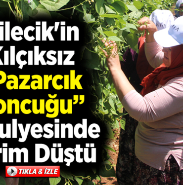 Bilecik'in kılçıksız Pazarcık boncuğu fasulyesinde verim düştü
