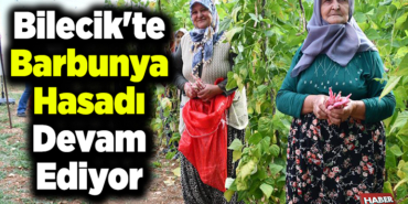 Bilecik'te barbunya hasadı devam ediyor