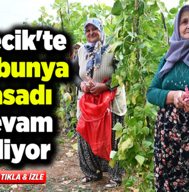 Bilecik'te barbunya hasadı devam ediyor