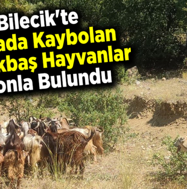 Bilecik'te merada kaybolan küçükbaş hayvanlar dronla bulundu