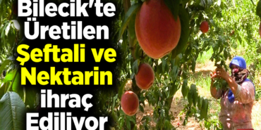 Bilecik'te üretilen şeftali ve nektarin ihraç ediliyor